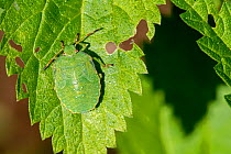 Green shield bug (Palomena prasina) nymph on leaf showing camouflage colours, France, August