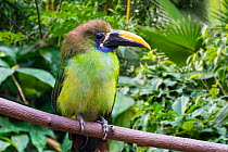 Blue-throated toucanet (Aulacorhynchus caeruleogularis) native to Costa Rica, Panama and Colombia, captive, digital composite