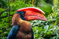 Rufous hornbill (Buceros hydrocorax) endemic to the Philippines, captive, digital composite