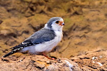 African pygmy falcon (Polihierax semitorquatus) native to eastern and southern Africa, captive