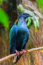 Nicobar pigeon (Caloenas nicobarica) perched in tree, native to the coastal regions from the Andaman and Nicobar Islands, India, captive