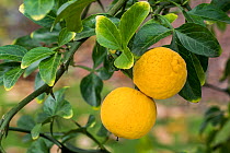 Japanese bitter-orange (Poncirus trifoliata / Citrus trifoliata) citrus fruit in tree, October