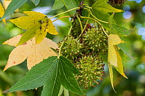American sweetgum (Liquidambar styraciflua) close up of immature fruit, October