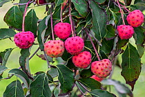 Chinese dogwood (Cornus kousa chinensis) close up of foliage and pink fruit / berries in autumn, cultivated plant. October.