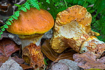 Greville&#39;s bolete / larch bolete fungus (Suillus grevillei), showing underside partially eaten by slugs in autumn forest, Belgium, October