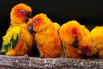Sun parakeets / conures (Aratinga solstitialis) group perched on branch and preening each other, South America, captive