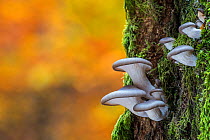 Oyster mushroom / Oyster bracket fungus (Pleurotus ostreatus) growing on tree trunk in autumn forest, Belgium, October