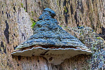 Artist&#39;s bracket fungus (Ganoderma applanatum / Ganoderma lipsiense) on tree trunk, Belgium, October