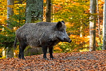 Wild boar (Sus scrofa) in autumn forest, Bavarian Forest, Germany, October, captive