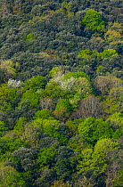 Holm oak (Quercus ilex) forest Encinar y Bosque Mixto, Liendo Valley, Cantabria, Spain, April 2018