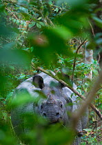 One-horned Asian rhinoceros (Rhinoceros unicornis), Chitwan National Park, Inner Terai lowlands, Nepal.