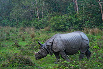 One-horned Asian rhinoceros (Rhinoceros unicornis), Chitwan National Park, Inner Terai lowlands, Nepal.