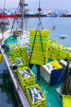 Unloading a fishing vessel in Santona harbour, Noja y Joyel Natural Park, Cantabria, Spain, Europe