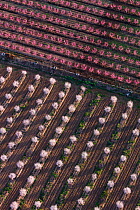 Aerial view of rows of Peach trees (Prunus persica) in flower, Fruiturisme Tourism Experience, Lleida, Catalonia, Spain. March 2018.
