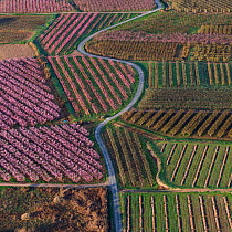 Aerial view of rwos of Peach trees (Prunus persica) in flower, Fruiturisme Tourism Experience, Lleida, Catalonia, Spain. March 2018.