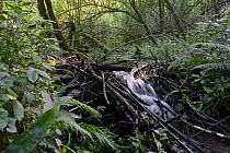 Dam of cut, gnawed logs and umbel stems built by Eurasian beavers (Castor fiber) on an upland section of the River Otter, England, UK, June.