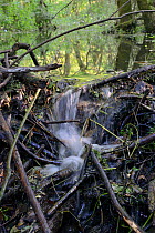Dam of cut, gnawed logs and umbel stems built by Eurasian beavers (Castor fiber) on an upland section of the River Otter, England, UK, June.