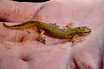 Palmate newt (Lissotriton helveticus) male found during a nocturnal survey in a dew pond renovated by the Mendip Ponds Project, near Cheddar, Somerset, UK, March 2018. Model released.