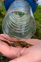 Two Palmate newts (Lissotriton helveticus) found in a bottle trap left overnight in a dew pond renovated by the Mendip Ponds Project, near Cheddar, Somerset, UK, April 2018. Model released.