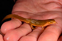Smooth newt (Lissotriton vulgaris / Triturus vulgaris) female found during a nocturnal survey at a dew pond renovated by the Mendip Ponds Project, near Cheddar, Somerset, UK, May 2018. Model released.