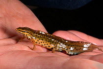 Smooth newt (Lissotriton vulgaris / Triturus vulgaris) male found during a nocturnal survey at a dew pond renovated by the Mendip Ponds Project, near Cheddar, Somerset, UK, May 2018. Model released.