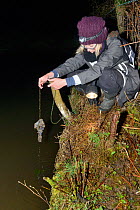 Member of the Reptile and Amphibian Group for Somerset checking a &#39;spawning mop&#39; made of a bundle of cloth left in a dew pond renovated by the Mendip Ponds Project for female newts to lay eggs...
