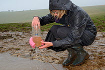 Member of the Reptile and Amphibian Group for Somerset checking a floating bottle trap set to survey newts in a dew pond renovated by the Mendip Ponds Project on a very wet morning, near Cheddar, Some...