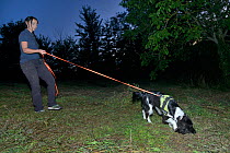 Sniffer dog Freya with Nikki Glover of Wessex Water hunting for Great crested newts (Triturus cristatus) in a meadow after dark, Somerset, UK, September 2018. Model released.