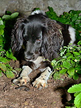 Sniffer dog Freya sitting and looking at a Great crested newt (Triturus cristatus) she found in a flowerbed after dark during a training exercise, Somerset, UK, September 2018.