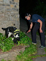 Sniffer dog Freya with Nikki Glover of Wessex Water hunting for Great crested newts (Triturus cristatus) in a flower bed after dark, Somerset, UK, September 2018. Model released.