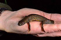 Great crested newt (Triturus cristatus) female found during a nocturnal survey at a dew pond renovated by the Mendip Ponds Project, near Cheddar, Somerset, UK, March 2018. Model released.