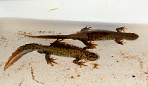 Male and female Great crested newts (Triturus cristatus) found during a nocturnal survey at a dew pond renovated by the Mendip Ponds Project, near Cheddar, Somerset, UK, April 2018.