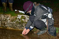 Member of the Reptile and Amphibian Group for Somerset releasing a female Great crested newt (Triturus cristatus) caught during a nocturnal survey at a dew pond renovated by the Mendip Ponds Project,...