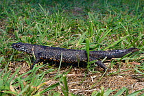 Great crested newt (Triturus cristatus) placed on a lawn during a sniffer dog training exercise, Somerset, UK, September 2018.