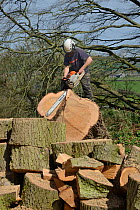 Tree surgeon sawing up the trunk of a big Deodar cedar tree (Cedrus deodara) uprooted in a storm, Wiltshire UK, April. Model released.