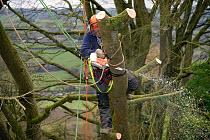 Tree surgeon cutting branches of a Deodar cedar tree (Cedrus deodara) uprooted in a storm, Wiltshire UK, March. Model released.
