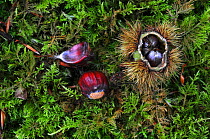 Sweet chestnut (Castanea sativa) seeds and seed case on ground, Dorset, England, UK.
