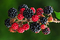 Portrait of Bramble (Rubus fruticosus) with ripening blackberries. Dorset, UK September.