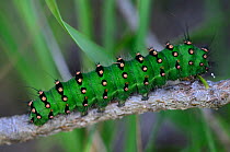 Emperor moth (Saturnia pavonia) caterpillar. Dorset, UK July.