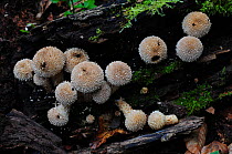 Young fruiting bodies of Spiny puffball (Lycoperdon echinatum) fungus. New Forest Hamshire, UK October.