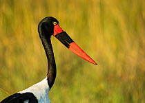 Saddle-billed stork (Ephippiorhynchus senegalensis) female, portrait. Okavango Delta, Botswana.