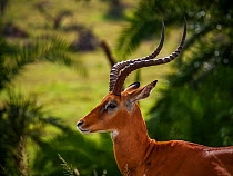 Impala (Aepyceros melampus). Serengeti National Park, Serengeti, Tanzania.