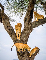 Lion (Panthera leo) family climbing and resting in tree. Serengeti National Park, Serengeti, Tanzania.