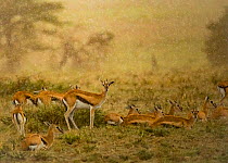 Thomson&#39;s gazelle (Eudorcas thomsonii) herd. Serengeti National Park, Serengeti, Tanzania.