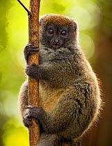 Bamboo lemur (Hapalmur griseus) in tree. Andasibe-Mantadia National Park, Madagascar.