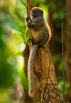 Bamboo lemur (Hapalmur griseus) sitting on tree stump. Andasibe-Mantadia National Park, Madagascar.