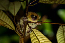 Goodman&#39;s mouse lemur (Microcebus lehilahytsara) in tree. Andasibe-Mantadia National Park, Madagascar.