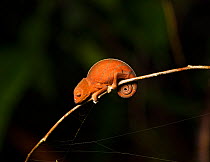 Chameleon (Squamata sp) sleeping on branch. Andasibe-Mantadia National Park, Madagascar.