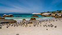 African / Jackass penguin (Spheniscus demersus) colony on beach. Cape Town, South Africa. January 2018.
