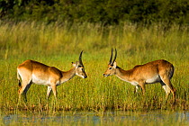 Southern lechwe (Kobus leche), two males about to fight, facing each other. Okavango Delta, Botswana.